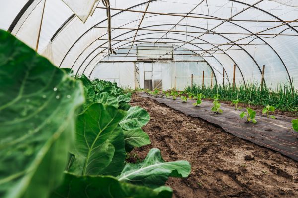 Greenhouse Demolition in Lubbock